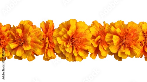 Seamless Border of Vibrant Orange Marigold Flowers Isolated on White Background.