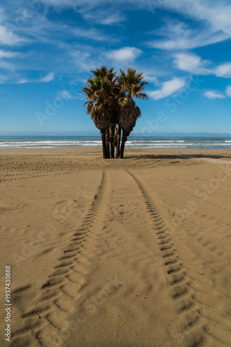 lonely tree on the beach