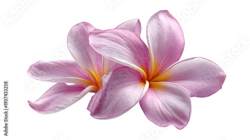 Two Delicate Pink Plumeria Flowers Isolated on White Background.