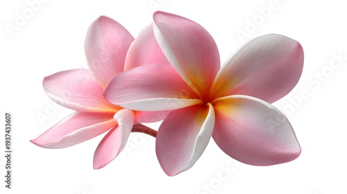 Two Pink Plumeria Flowers Isolated on White Background, Close-Up.