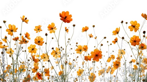 Vibrant orange cosmos flowers blooming against a bright white background, creating a cheerful floral display.