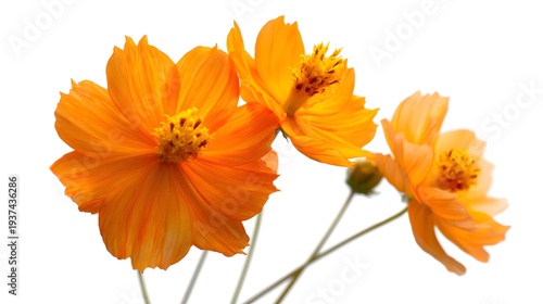 Vibrant Orange Cosmos Flowers Isolated on a Pristine White Background.