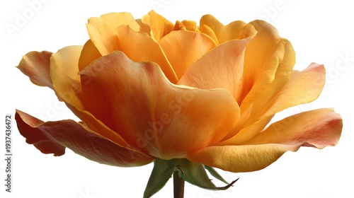 Vibrant Orange Rose Blossom Isolated on White Background.