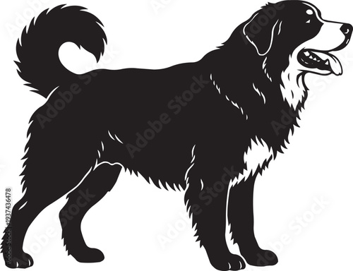 Majestic Black Silhouette of a Bernese Mountain Dog, Loyal Companion Portrait