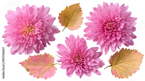 Vibrant Pink Chrysanthemum Flowers and Autumn Leaves Isolated on White Background.