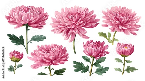 Vibrant Pink Chrysanthemum Flowers and Buds Watercolor Illustration Set.