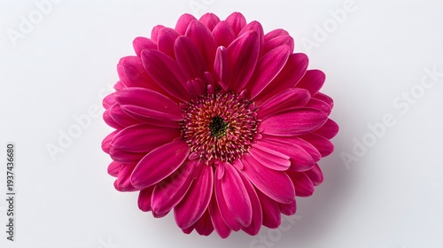 Vibrant Pink Gerbera Daisy Blossom on White Background.