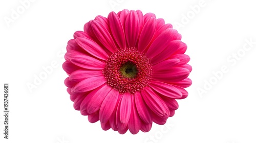 Vibrant Pink Gerbera Daisy Flower Isolated on White Background.