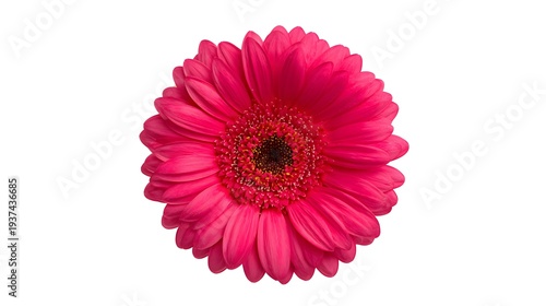 Vibrant Pink Gerbera Daisy Flower Isolated on White Background.
