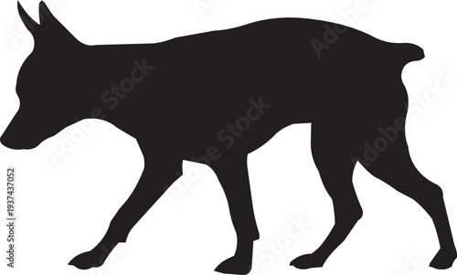 Silhouette of a Small Deer or Fawn Walking