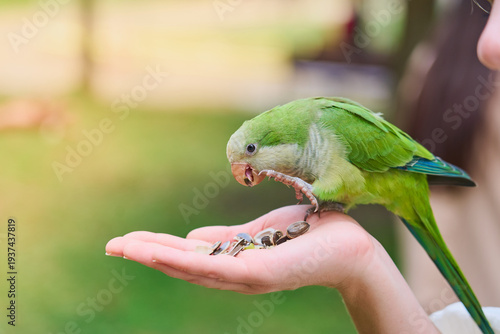 Bilde på lerret A green parrot eats seeds from the palm of a girl's palm.