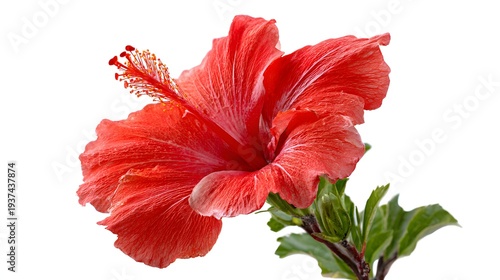 Vibrant Red Hibiscus Flower with Green Leaves on White Background.