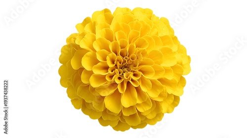 Vibrant Yellow Dahlia Flower Isolated on White Background.