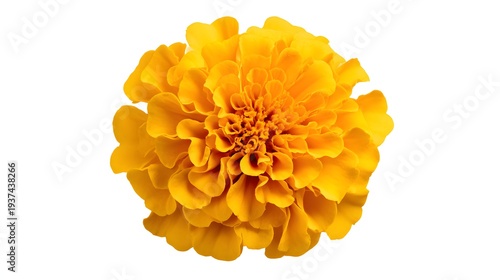 Vibrant Yellow Marigold Flower Isolated on a Clean White Background.