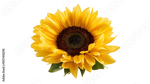 Vibrant Yellow Sunflower Blossom Isolated on White Background.