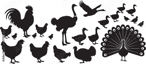 Poultry and Farm Bird Silhouette Collection with Rooster Turkey and Peacock