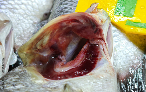 Photos Fish gills in a fresh seafood market.