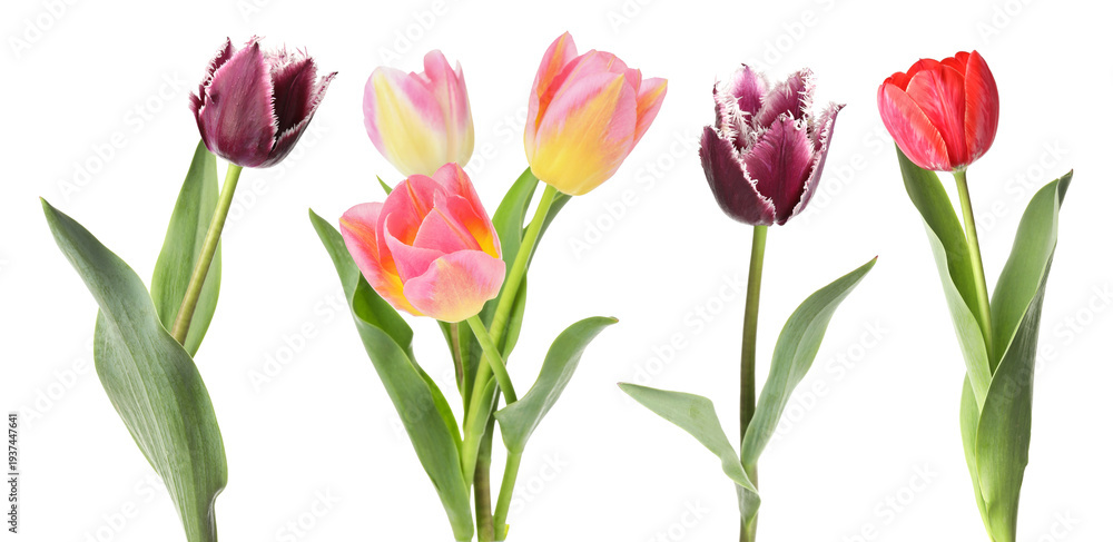 Fototapeta premium Beautiful tulips isolated on white, set. Spring flowers