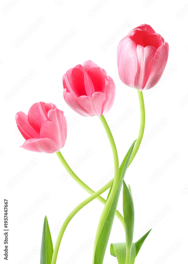 Fototapeta premium Pink tulips on white background. Beautiful spring flowers
