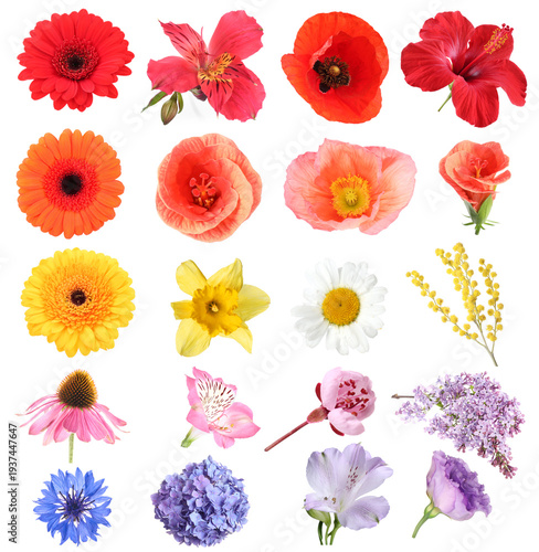 Bright flowers arranged by colors on white background, set