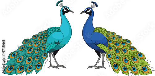 Colorful Peacock Pair Vector Illustration with Detailed Tail Feathers Exotic Bird Wildlife Collection