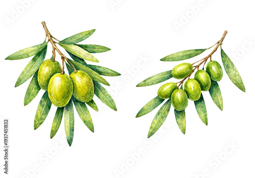 A charming watercolor collection of olive branches with green olives and leaves for botanical illustrations and Mediterranean design.