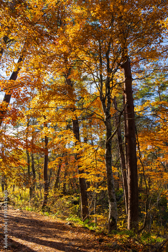 Obraz premium 日本の風景・秋 福島県裏磐梯 紅葉の五色沼湖沼群 
