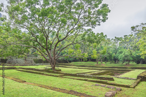 The gardens of Sigiriya in Sri Lanka. Ancient Garden Ruins with a Grand Tree Against a Lush Green Landscape Under a Serene Sky on a Calm Day during the Spring Season