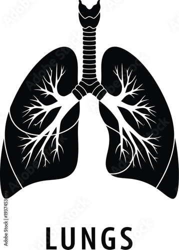 Anatomical illustration of human lungs emphasizing respiratory health and anatomy