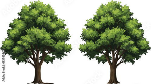 Two lush green deciduous trees isolated on white background, realistic vector illustration for nature, environment, landscaping, ecology, forest design projects concepts branding decor