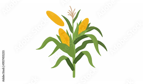 Golden ripe corn plant vector illustration with two ears of maize and green foliage isolated on white