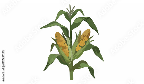 Ripe corn plant with two corn cobs and green leaves vector botanical illustration isolated on white