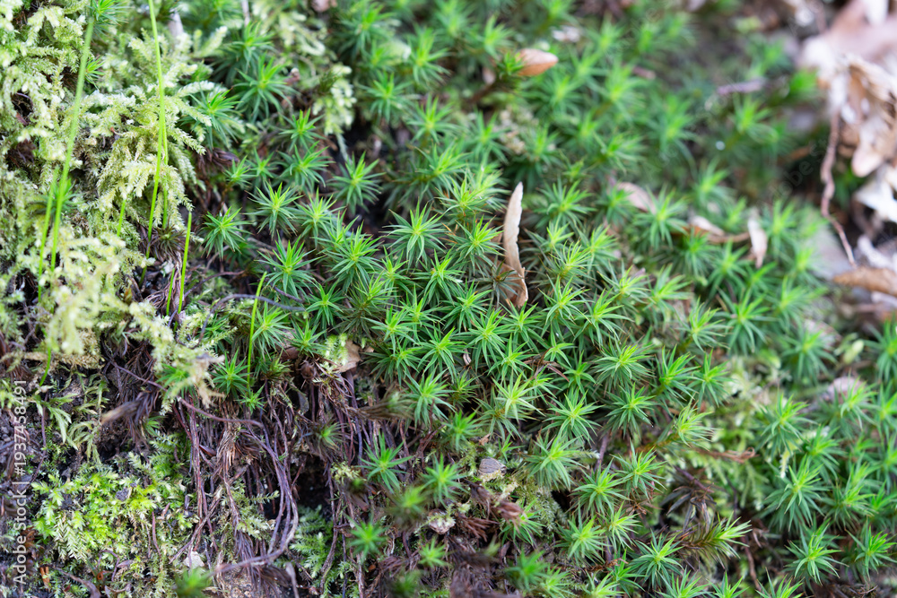 Obraz premium Macro photography of fresh green moss: Detailed texture of woodland bryophytes on moist forest soil
