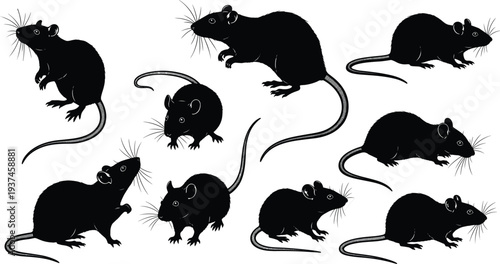 Set of rat and mouse silhouettes in different poses, rodent wildlife collection, animal behavior study, black shapes illustration isolated on white background
