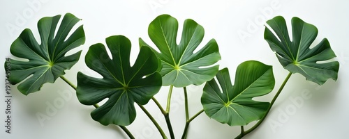 Five large green leaves of Fiddle Leaf Fig plant arranged against clean white background. Plant natural tropical look with vibrant color, defined veins. Image perfect for home decor, design