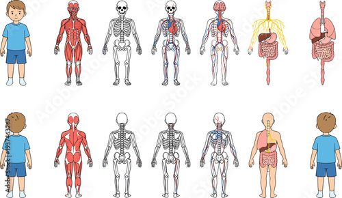 Human body anatomy systems illustration set, muscular skeletal nervous digestive organs educational medical diagram isolated on white background for students learning