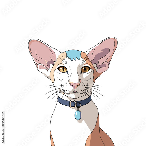 Oriental shorthair cat with big ears and collar for pet breed illustration