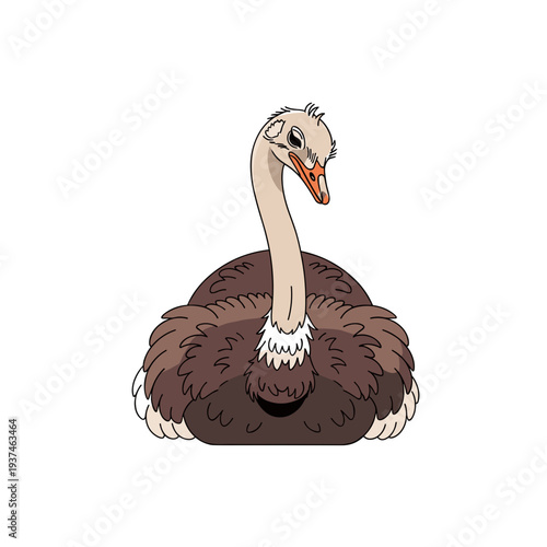 Brown ostrich sitting on ground for wildlife bird and African animal illustration