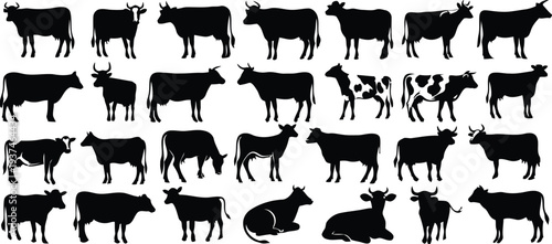 Collection of black cow and calf silhouettes on white background