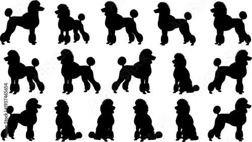 Poodle silhouette collection, elegant dog breed poses set isolated on white background illustration for pet mascot logo design