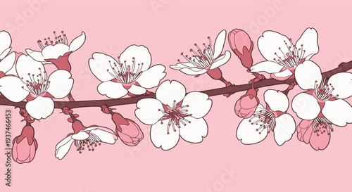 A branch of cherry blossoms with white flowers and pink buds stretches across a light pink background during the spring season.