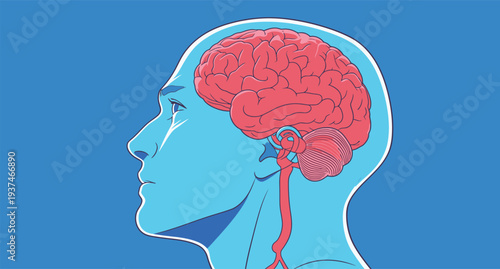 A graphic shows a side view of a human head and brain. It highlights key brain structures and connections for study.