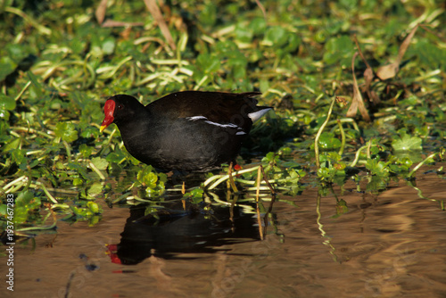 Schilderij op canvas Common Moorhen (Gallinula chloropus), also known as the Common Gallinule