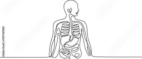 One continuous line drawing of anatomy of human concept. Doodle vector illustration in simple linear style. one line Icon drawing