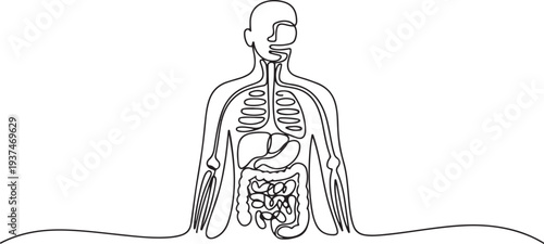 One continuous line drawing of anatomy of human concept. Doodle vector illustration in simple linear style. one line Icon drawing