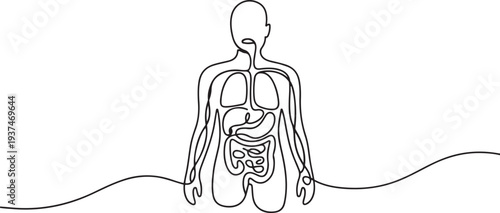One continuous line drawing of anatomy of human concept. Doodle vector illustration in simple linear style. one line Icon drawing