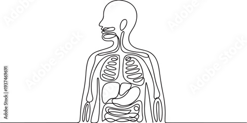 One continuous line drawing of anatomy of human concept. Doodle vector illustration in simple linear style. one line Icon drawing