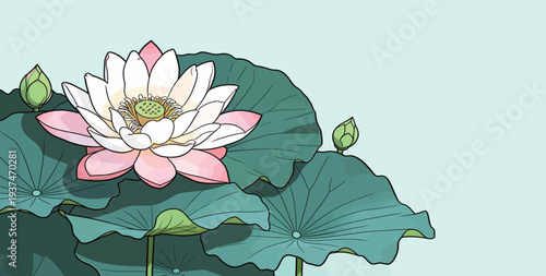 A lotus flower opens up with pink edges and white petals. Green leaves surround the flower in a natural environment near water.