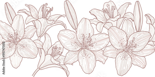 Elegant Lily Flower Line Art Vector Illustration with Detailed Botanical Floral Outline for Wedding Invitations, Packaging, Wall Art, and Decorative Designs