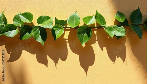 Green plant stem with leaves casts shadow on yellow textured wall. Sunlight creates natural pattern on surface. Simple organic growth forms abstract background.